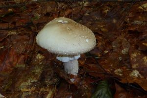2017_Beskydy_04