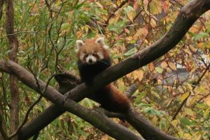 2017_ZOO_05