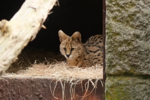 2017_ZOO_11