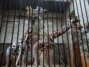 2018_ZOO_01
