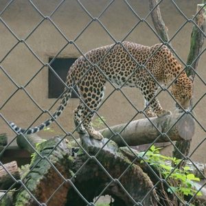 2018_ZOO_02