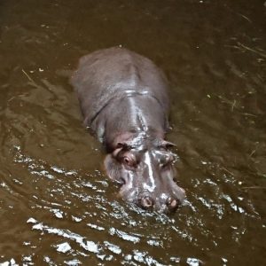 2018_ZOO_03