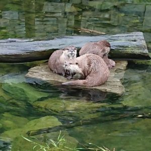 2018_ZOO_05