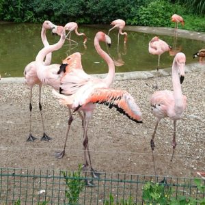 2018_ZOO_06