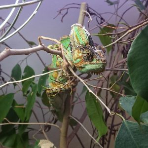 2019_ZOO_02