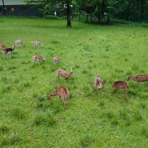 2019_ZOO_03