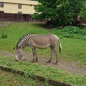 2019_ZOO_05