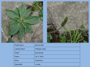 2019_Herbář_10