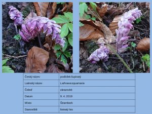 2019_Herbář_41