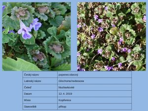 2019_Herbář_50