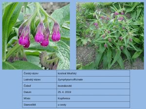 2019_Herbář_57