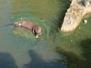 2019_ZOO_Lešná_05