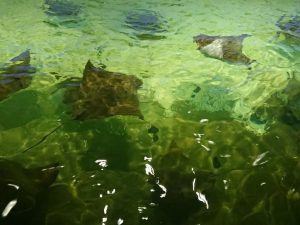 2019_ZOO_Lešná_07