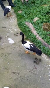 2021-09_ZOO_Lešná_09